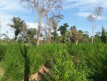 Caaguazú: Persiste la lucha de erradicación de cultivos de marihuana